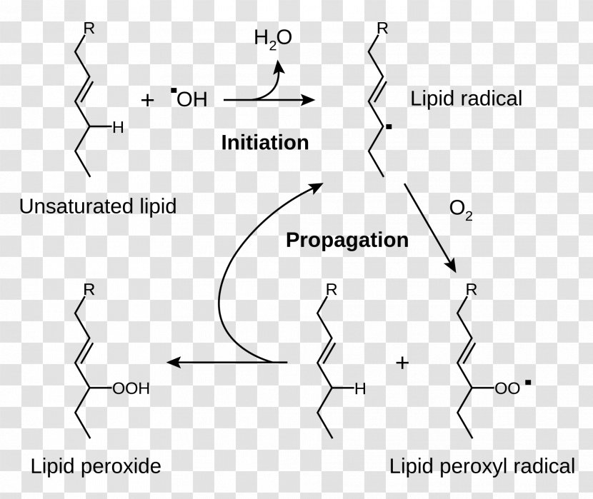 Lipid Peroxidation Rancidification Redox Cell - Black And White - Parallel Transparent PNG