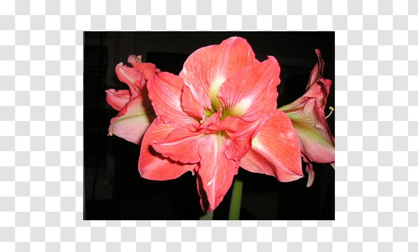 Amaryllis Jersey Lily Of The Incas Cut Flowers Belladonna - Hymenocallis Transparent PNG
