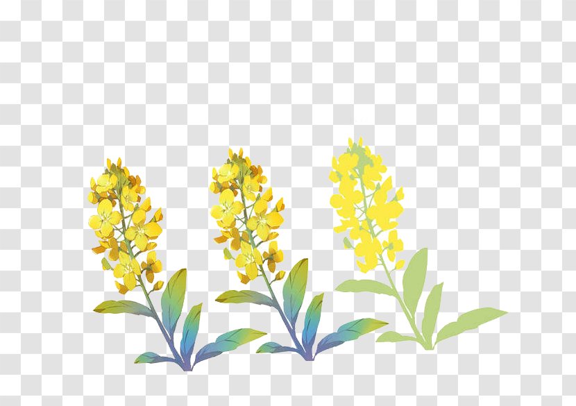 Jasminum Nudiflorum Flowering Tea - Flora - 3 Pull Creative Hand-painted Winter Jasmine Free Transparent PNG