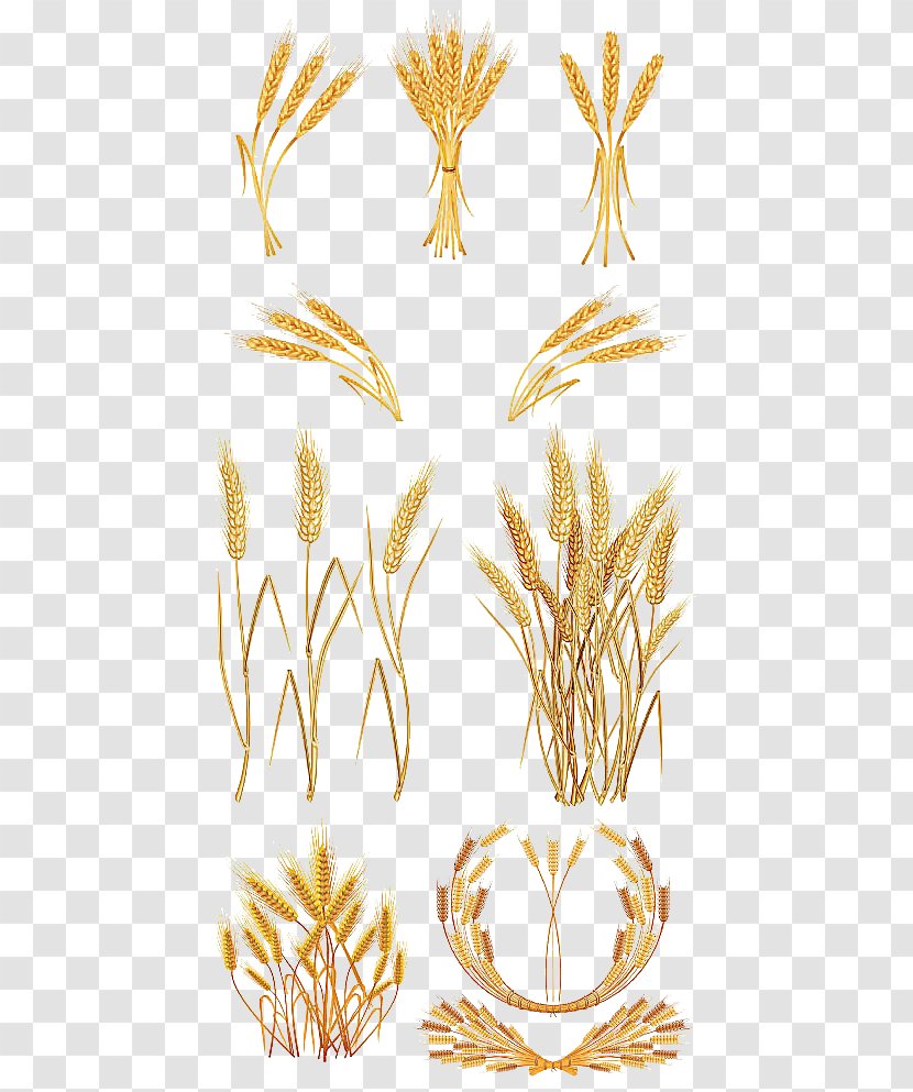 Gold Wheat Clip Art - Flowering Plant - Golden Vector Material Transparent PNG