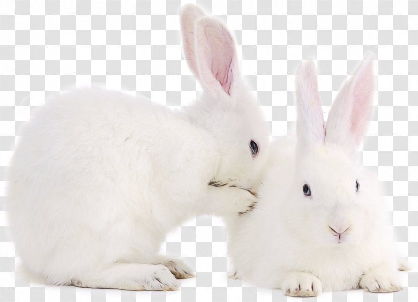 Easter Bunny Background - Rabbits And Hares - Ear Whiskers Transparent PNG