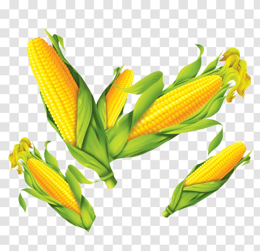 Corn On The Cob Maize Poster - Flower Transparent PNG