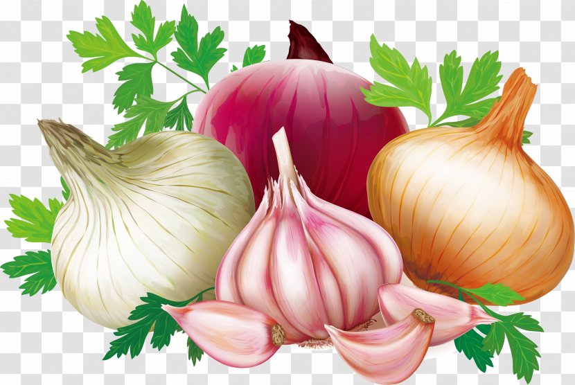 Shallot Quercetin Garlic Illustration - Tomato - Vector Transparent PNG