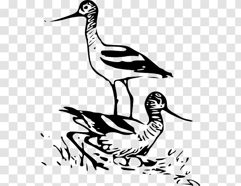 Bird Mute Swan Duck Drawing Transparent PNG