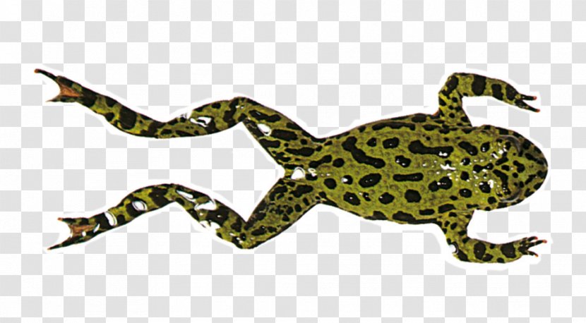 Frog Legs Amphibians Image Toad - Wildlife - Disebut Super Tipis Transparent PNG