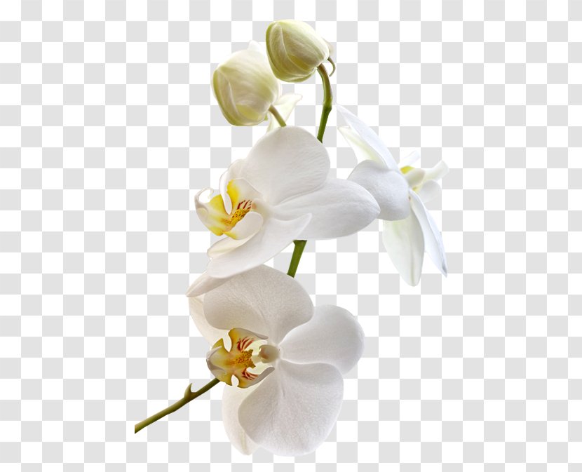 Moth Orchids Cut Flowers Clip Art - Orchid - Flower Transparent PNG