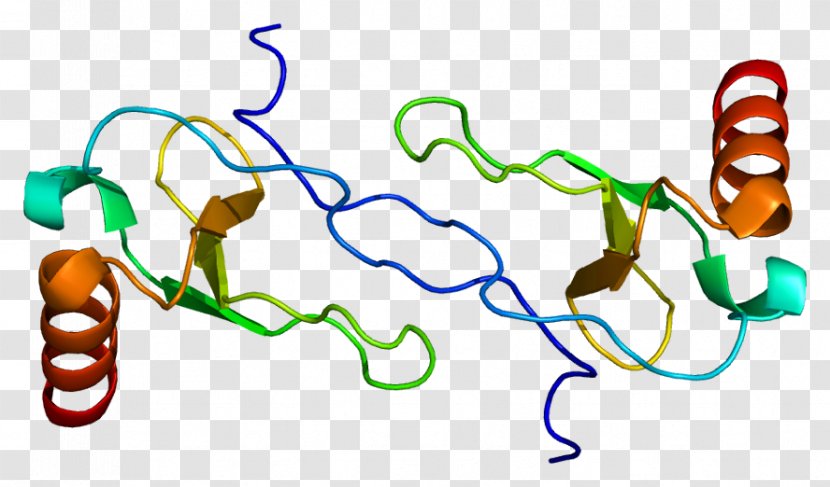 CCL4 CC Chemokine Receptors Wikipedia Macrophage Inflammatory Protein - Area - Hum Transparent PNG