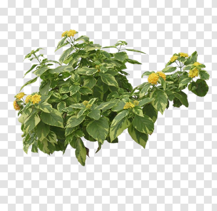 Tropical Plants - Herb - Flower Transparent PNG