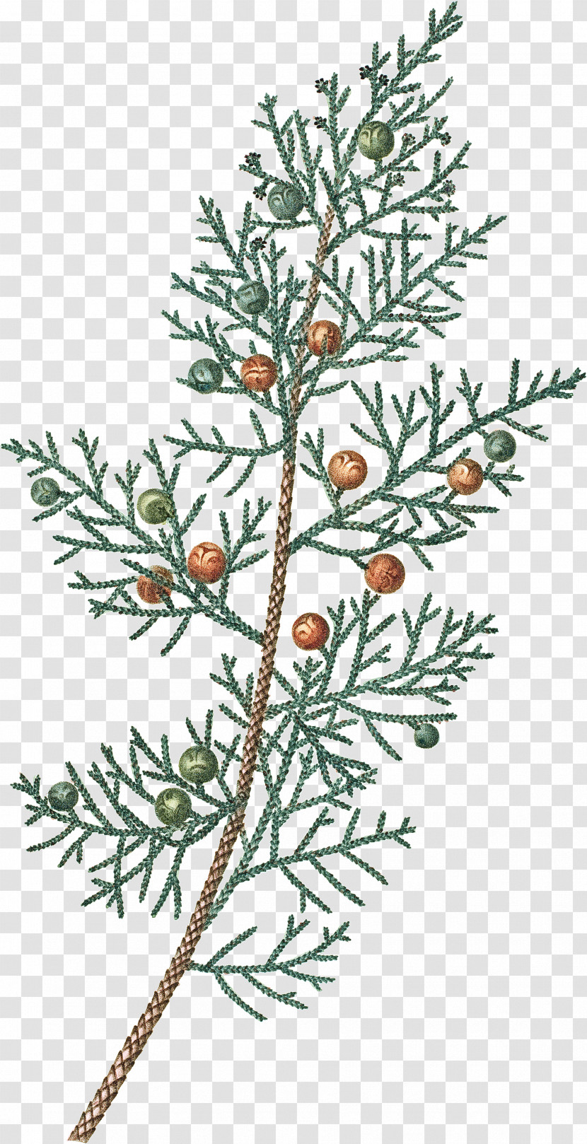 Yellow Fir Arizona Cypress Shortleaf Black Spruce Red Juniper Plant Transparent PNG