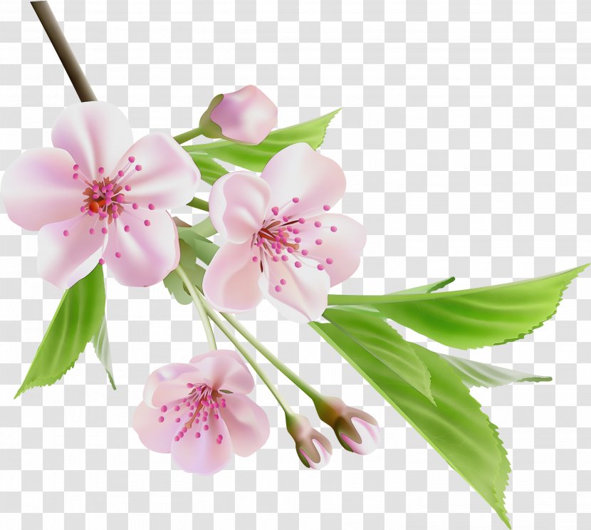 Cherry Blossom - Spring Branch Transparent PNG