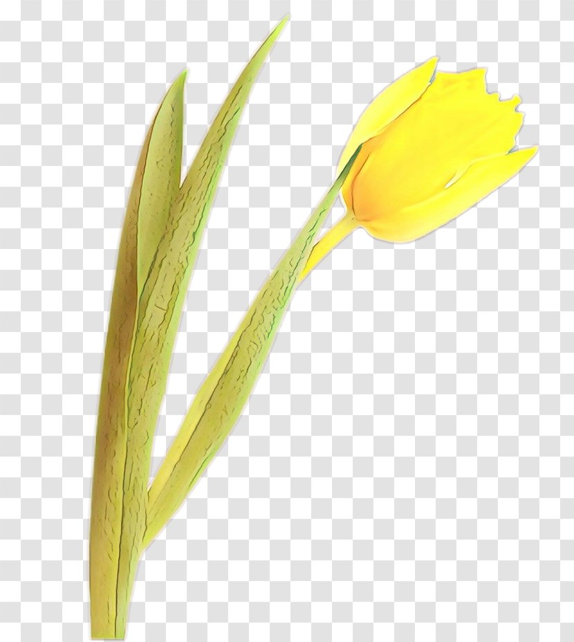 Yellow Flower Plant Tulip Pedicel - Stem Lily Family Transparent PNG