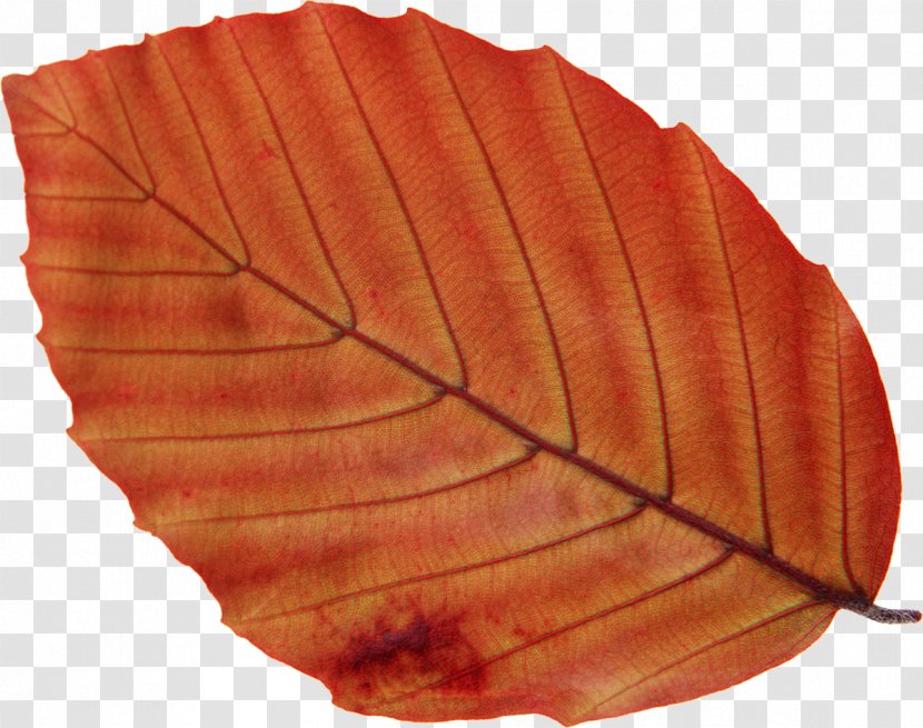 Photography Leaf Tree Transparent PNG