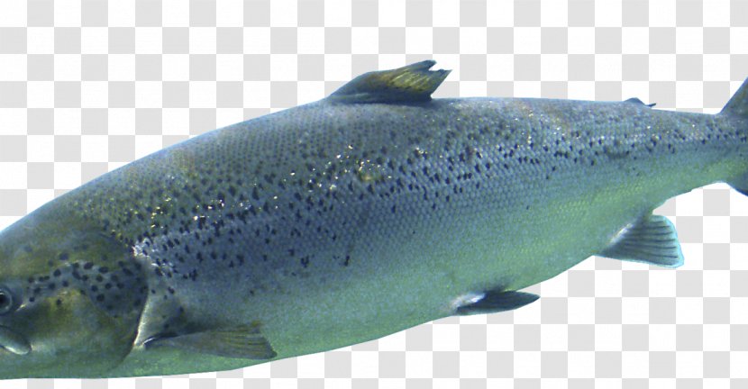 Salmon Oily Fish Cod Trout - Aquatic Animal - Human Development Report Journal Transparent PNG