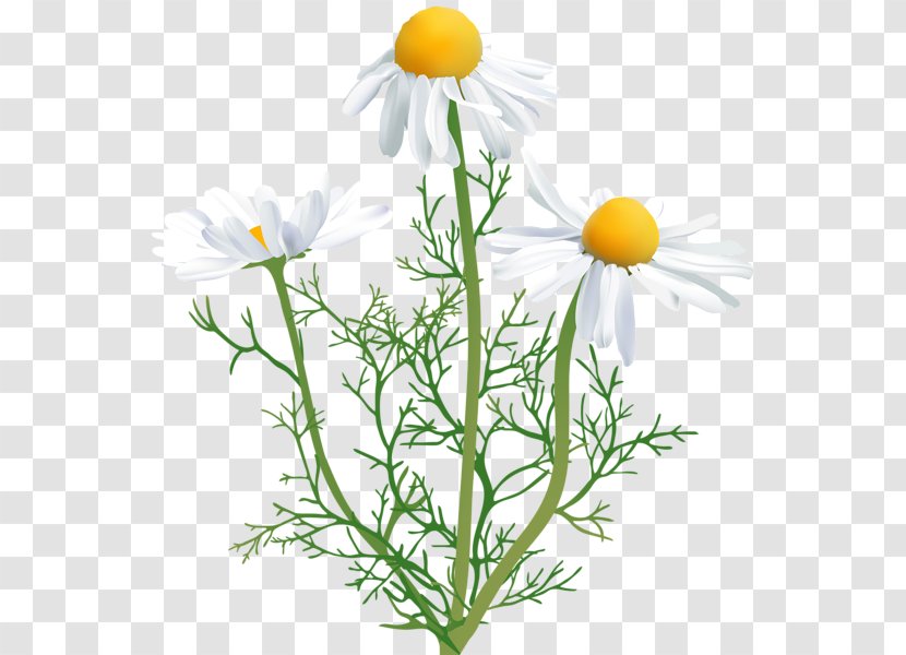 Common Daisy Chamomile Oxeye Clip Art - Family - Camomile Transparent PNG