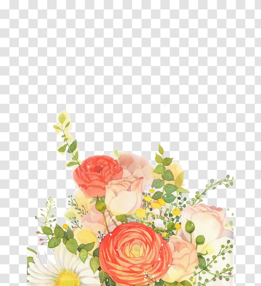 Garden Roses Rosa Chinensis Illustration - Plant - Hand-painted Rose Transparent PNG