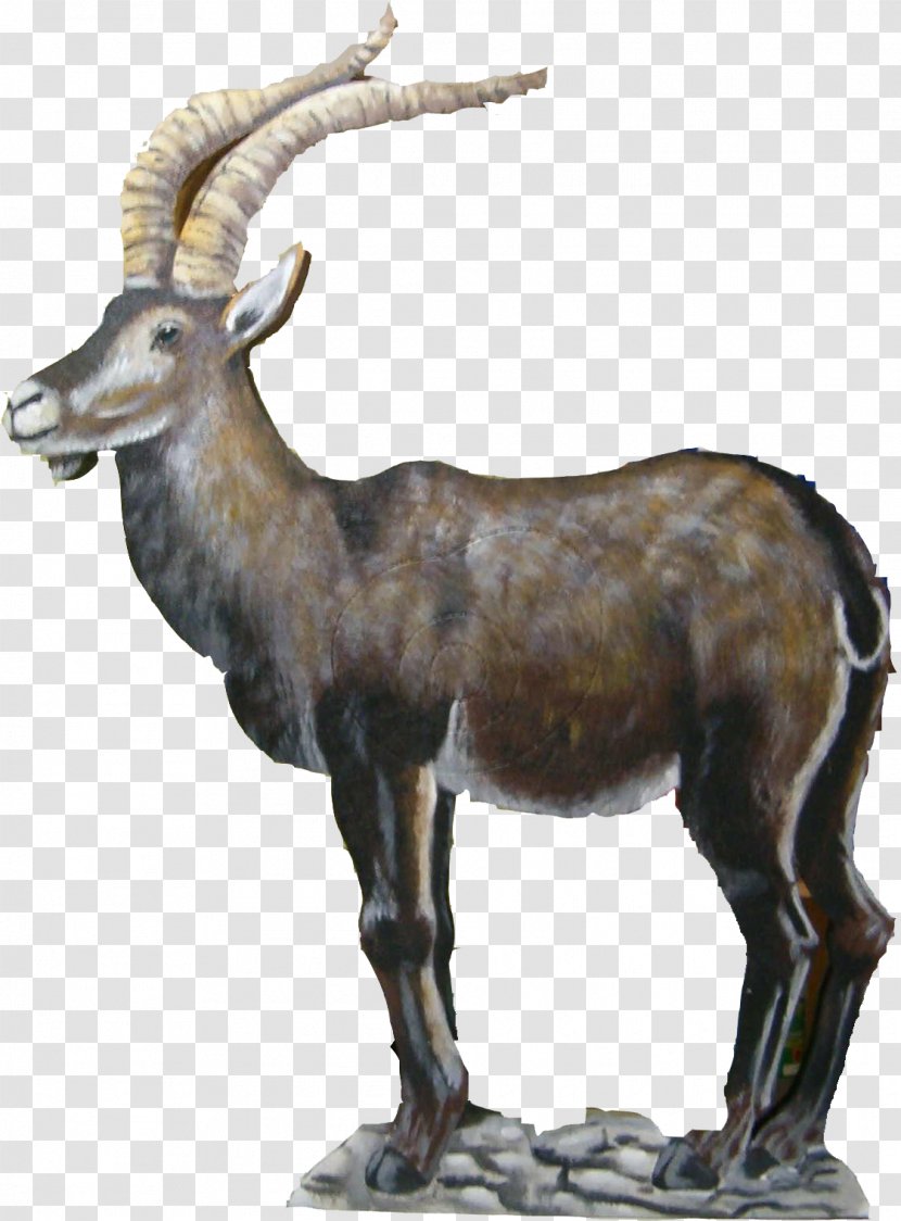 Iberian Ibex Deer Argali Alfacar Cabra - Goats Transparent PNG