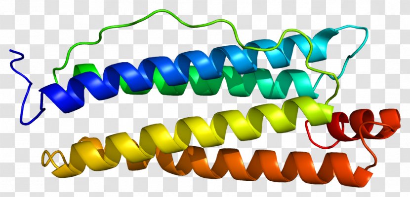 FTH1 Ferritin Protein Subunit Gene - Ironresponsive Elementbinding Transparent PNG