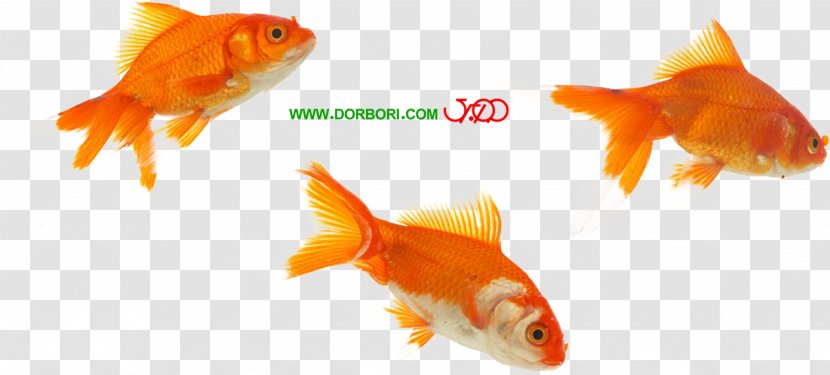 Goldfish Koi Feeder Fish Fin - Color - One On Transparent PNG