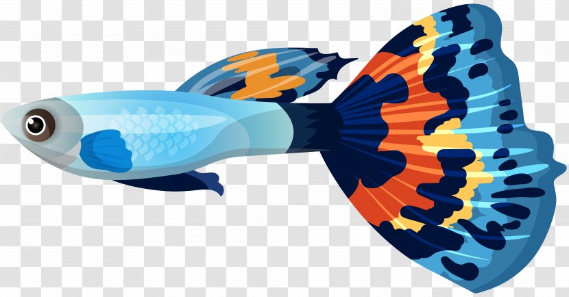 Guppy Goldfish Sailfin Molly Clip Art - Fish - Male Image Transparent PNG