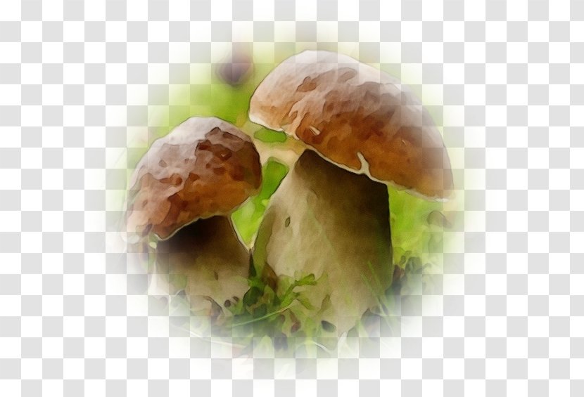 Mushroom Cartoon - Dish - Penny Bun Agaricus Transparent PNG