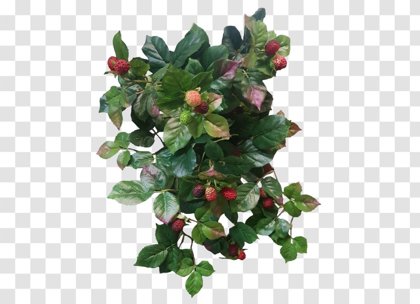 Shrub Fruit Raspberry Tree - Holly Transparent PNG