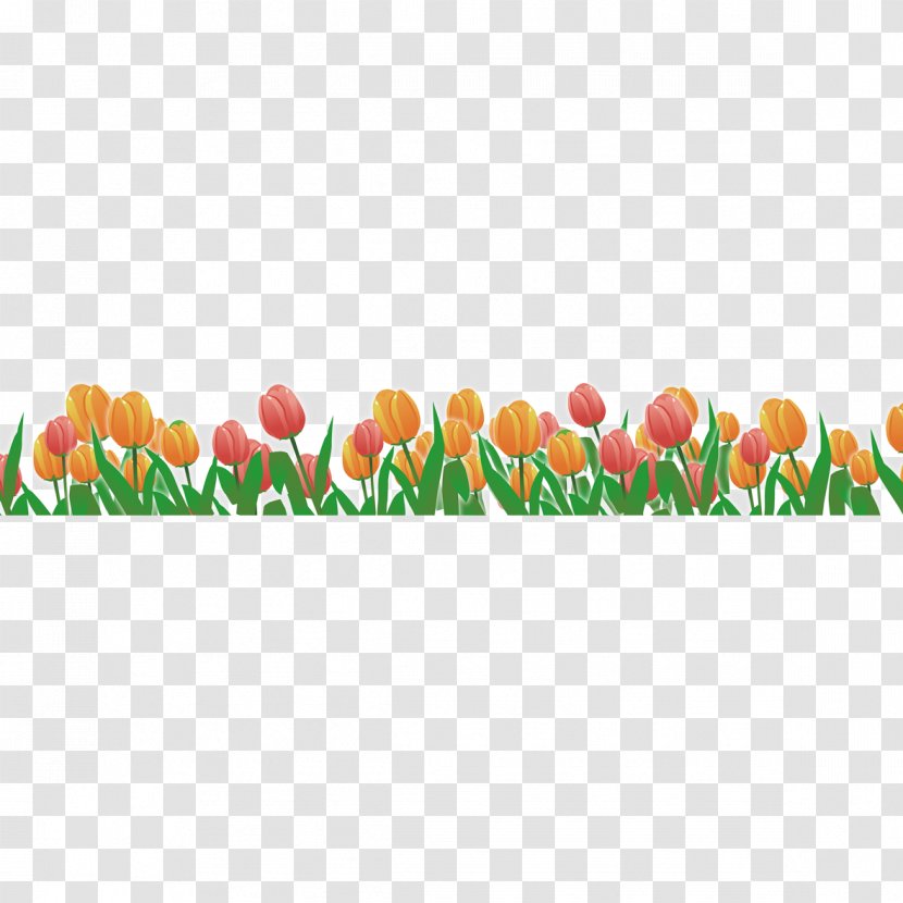 Teachers Day Flower Carnation - Tulip Transparent PNG