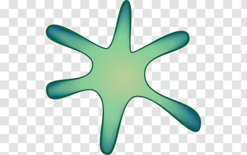 Starfish Reactome Echinoderm Biological Pathway Transparent PNG