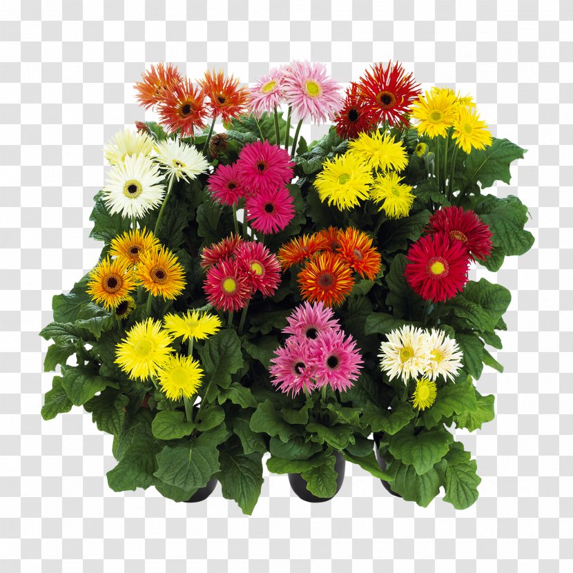 Transvaal Daisy Cut Flowers Floral Design פרחי עד - Chrysanthemum - Flower Transparent PNG