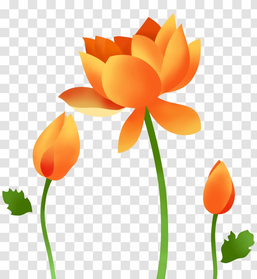 Nelumbo Nucifera Download - Flower - Hand-painted Lotus Transparent PNG