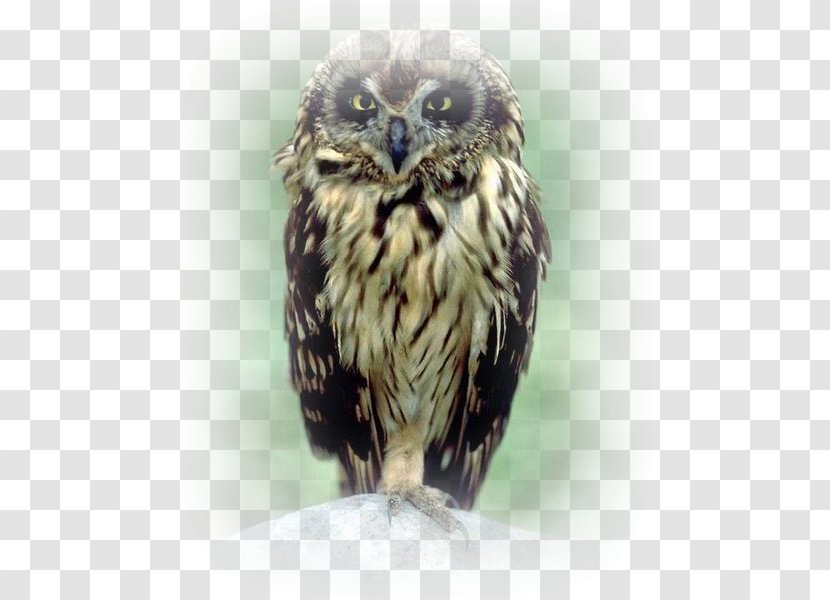 Little Owl Photoshop Contest - Tree - Watercolor Transparent PNG