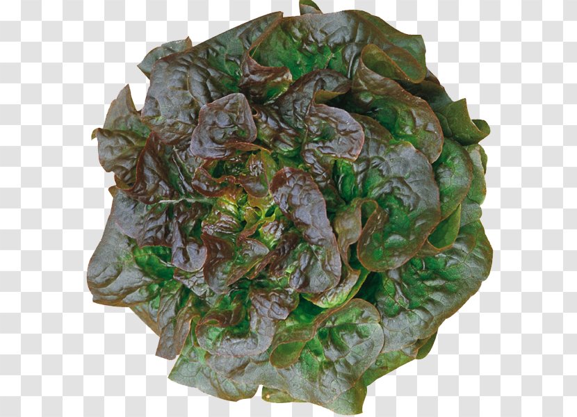 Leaf Vegetable Seed Lettuce Organic Food - Salad Transparent PNG