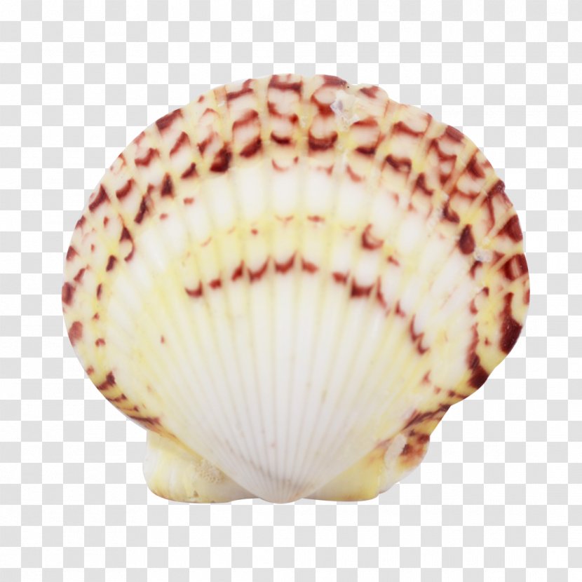 Cockle Conchology Seashell Scallop Florida - Invertebrate - Shells And Starfish Transparent PNG