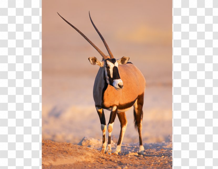 Gemsbok Namibia Springbok Gazelle Antelope - Snout - Oryx Transparent PNG