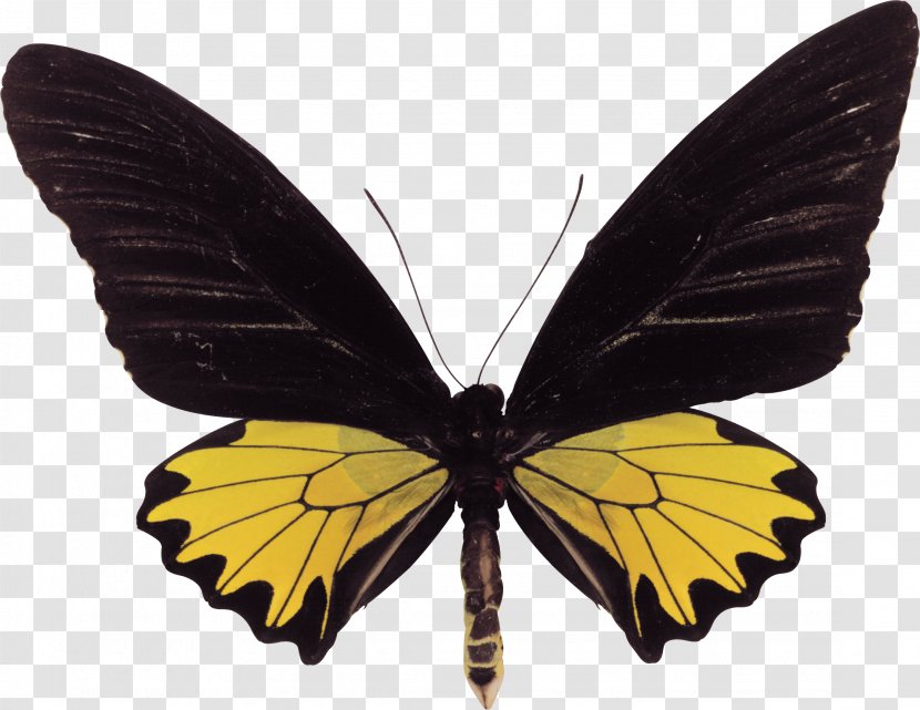 Swallowtail Butterfly Troides Helena Birdwing - Monarch - Moth Transparent PNG