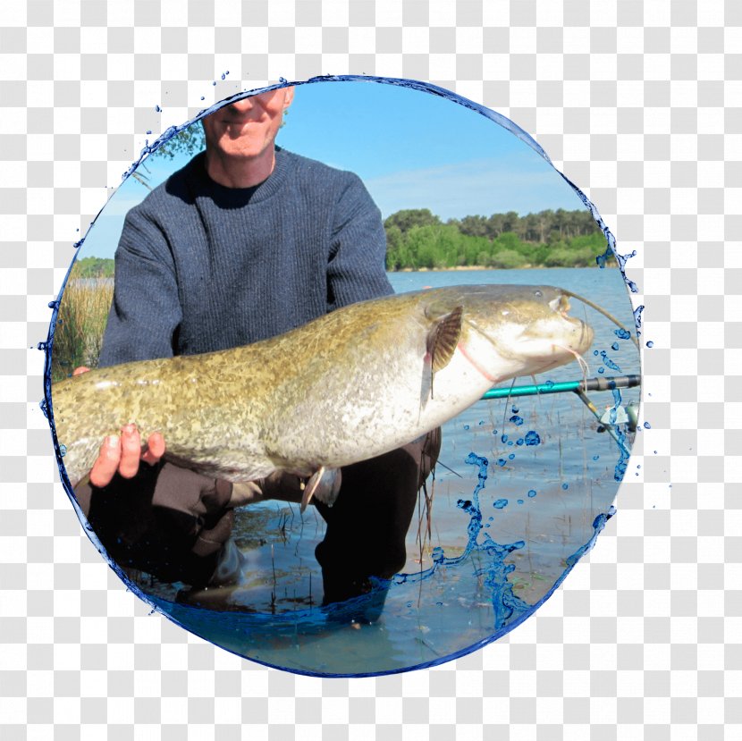 09777 Salmon Fishing Trout Carp Transparent PNG