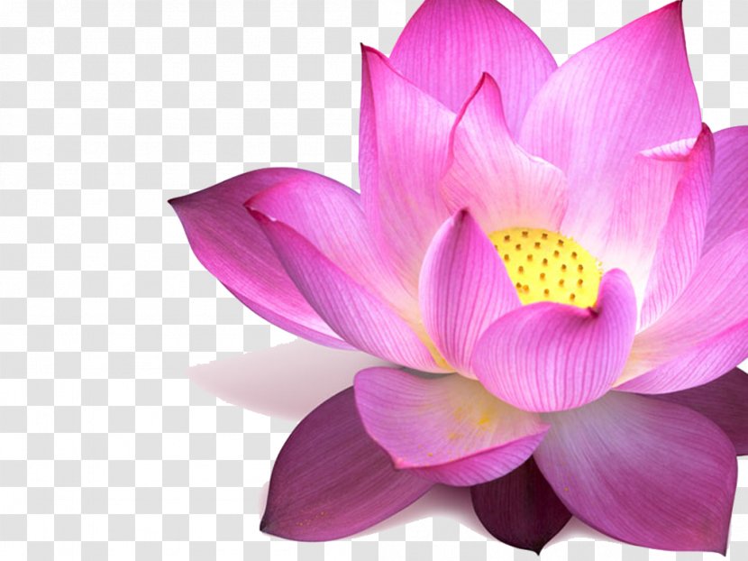 Nelumbo Nucifera Clip Art - Lotus - Magenta Transparent PNG