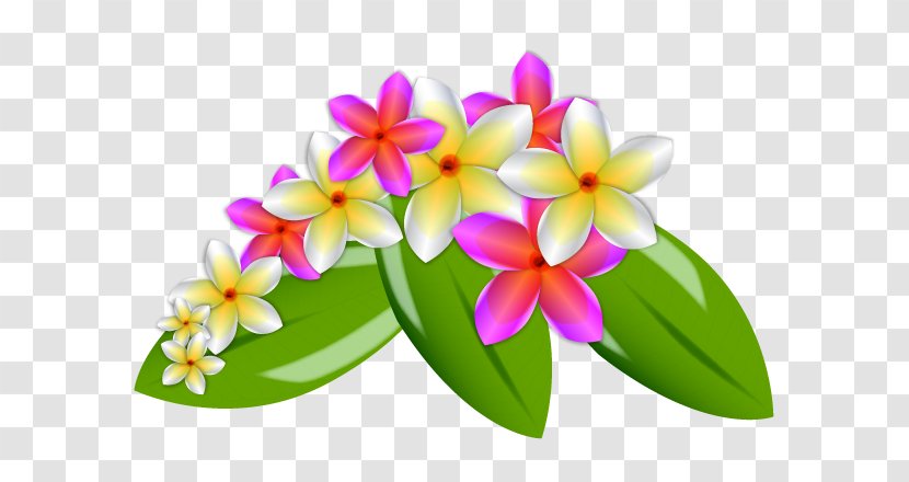 Flower Euclidean Vector Clip Art - Arranging - Plumeria Image Transparent PNG