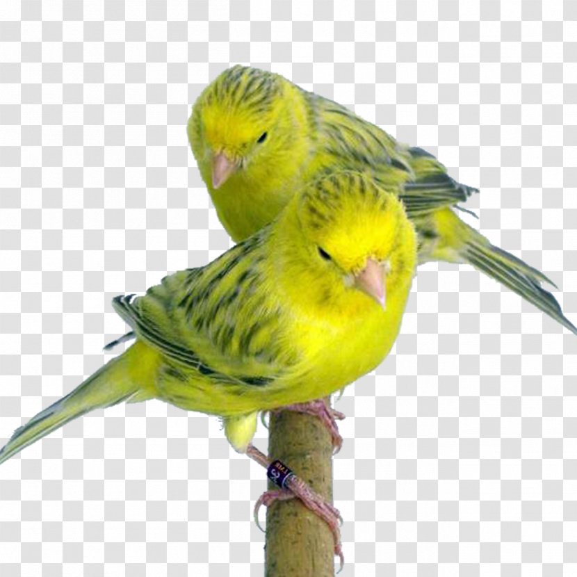 Budgerigar Domestic Canary Yellow Topaz Red - Nutrition - Bird Transparent PNG