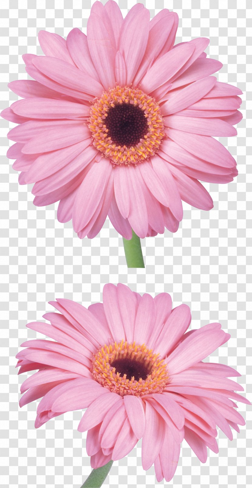 Flower Pink Clip Art - Chrysanths Transparent PNG