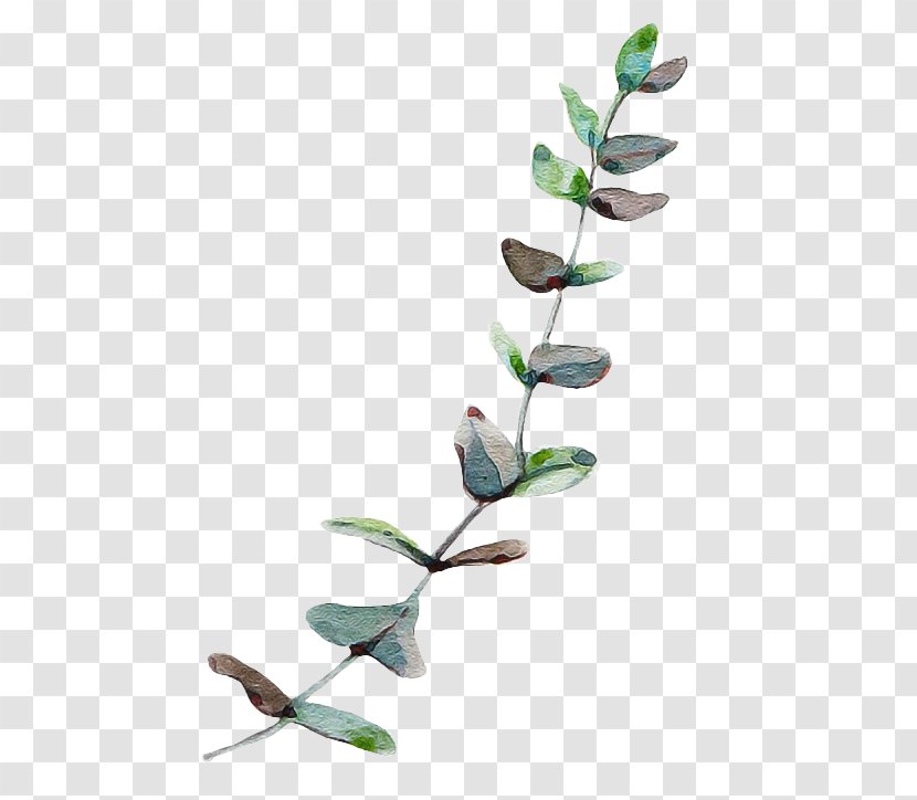 Eucalyptus Tree - Pedicel - Bud Transparent PNG
