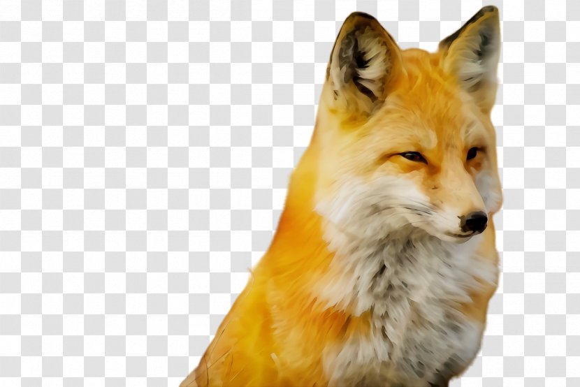 Red Fox Wildlife Dog Snout - Swift Transparent PNG