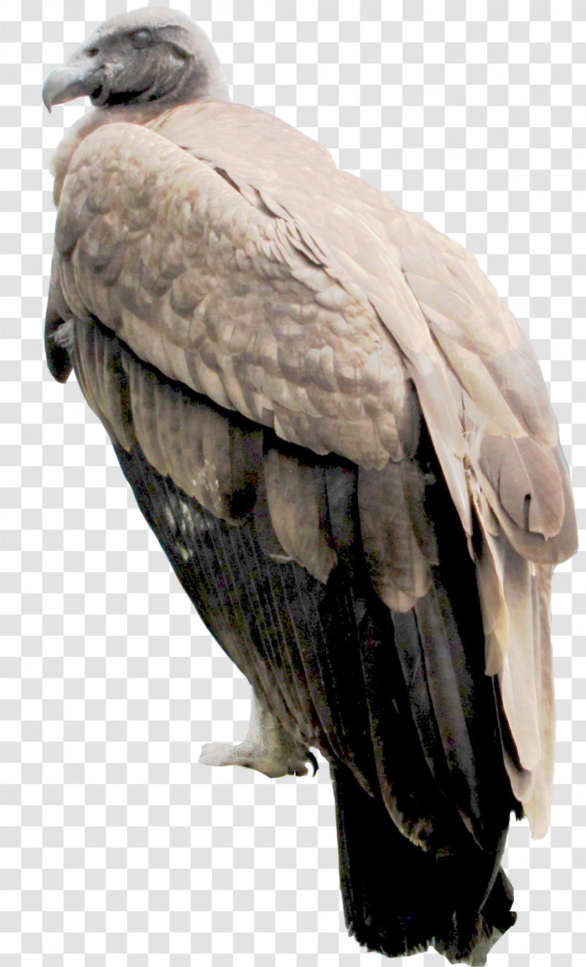 Bald Eagle Buzzard Vulture Hawk Beak - Bird Of Prey Transparent PNG