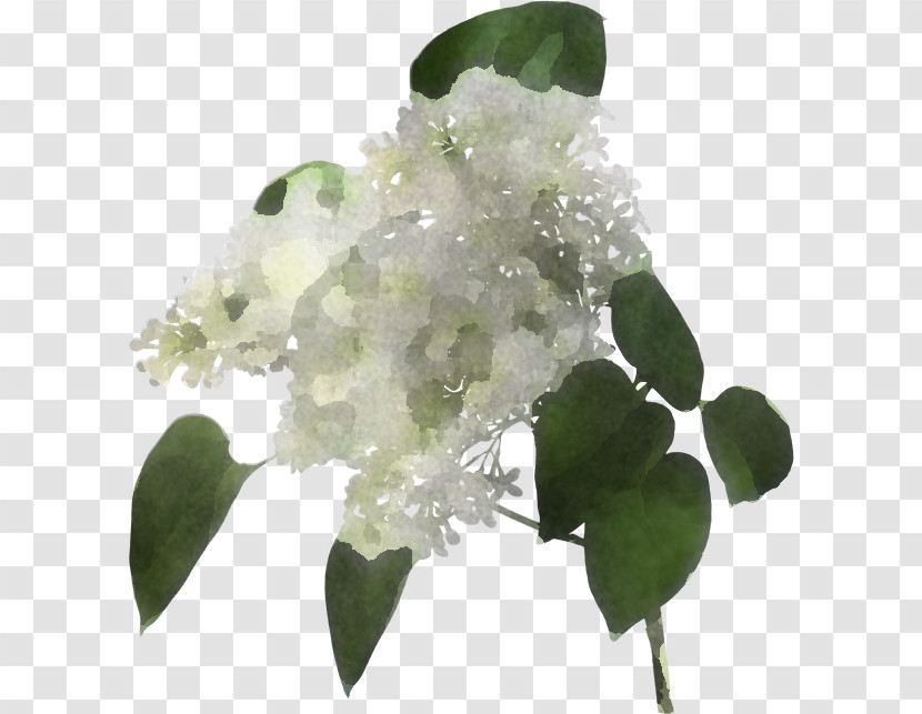 Flower White Plant Leaf Lilac Transparent PNG
