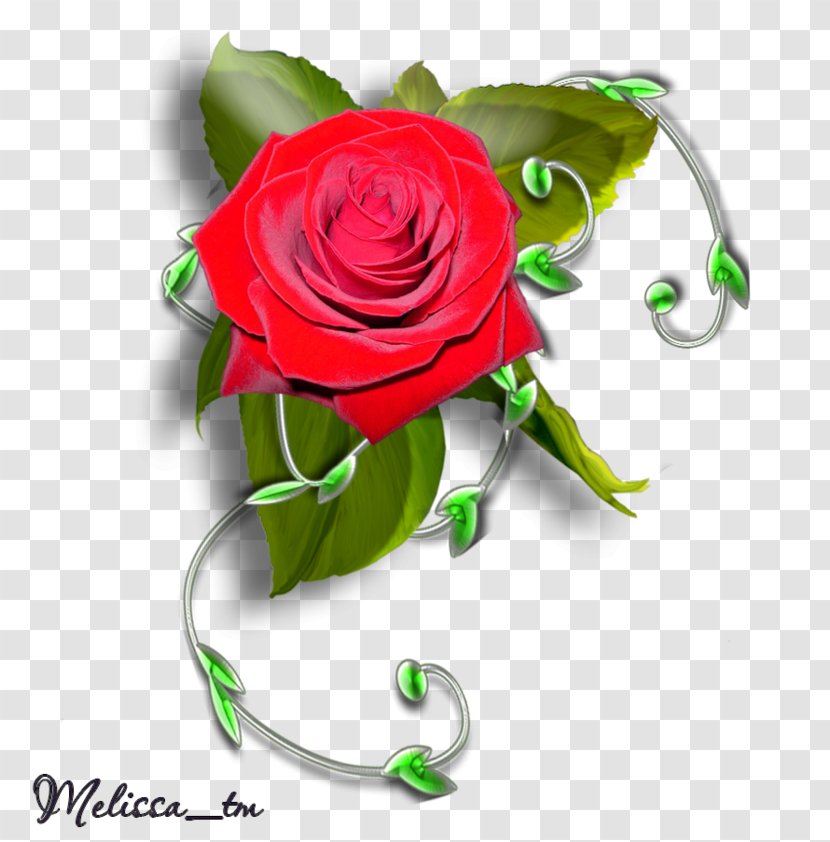Garden Roses Floral Design Cut Flowers - Floristry - Rose Transparent PNG