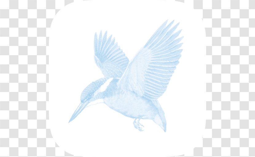 Beak Bird Wing Feather Kingfisher - Fauna - Cima Vector Transparent PNG