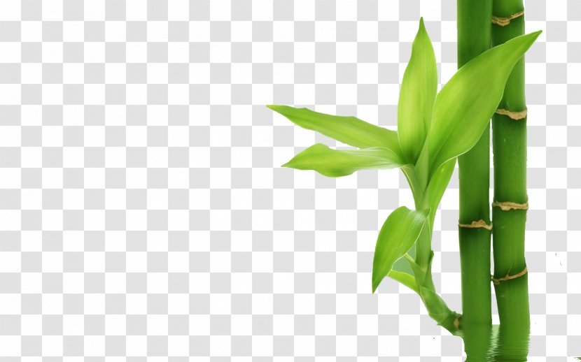 Bamboo Textile Plant Stem Bamboe Transparent PNG