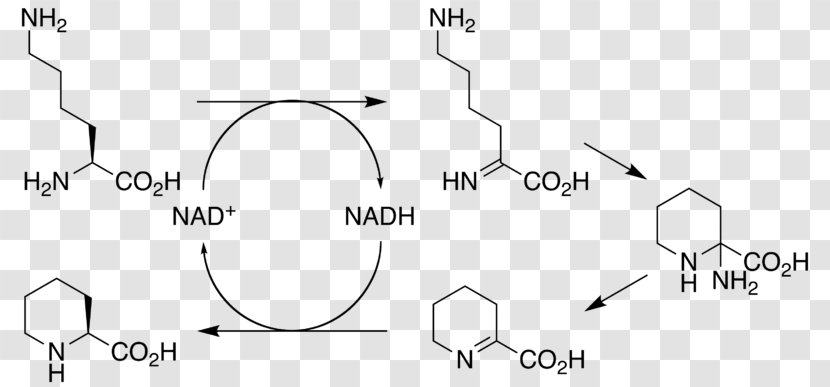 Sirolimus L-lysine Cyclodeaminase Pipecolic Acid Macrolide - Flower - Tree Transparent PNG