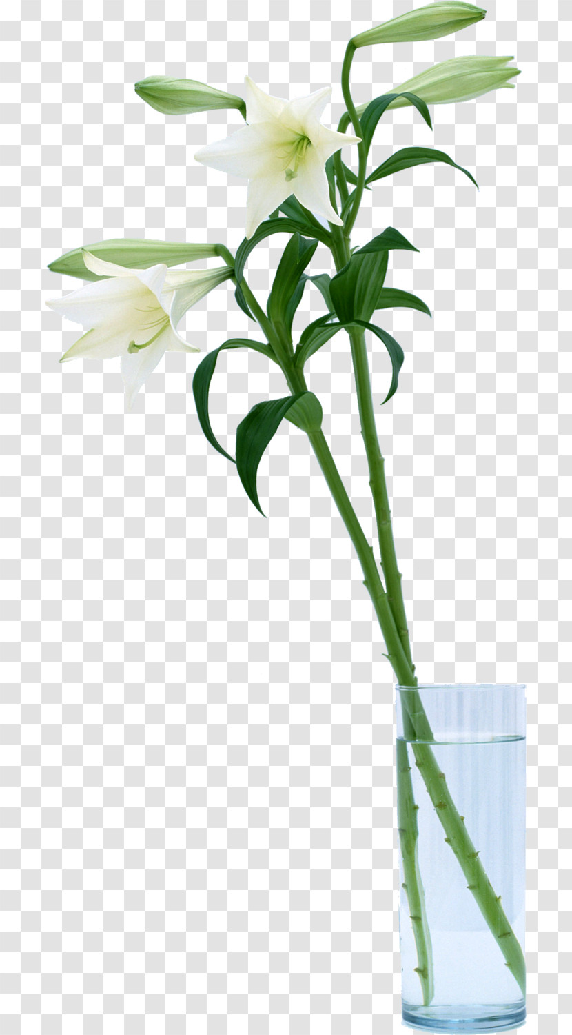 Floral Design Transparent PNG