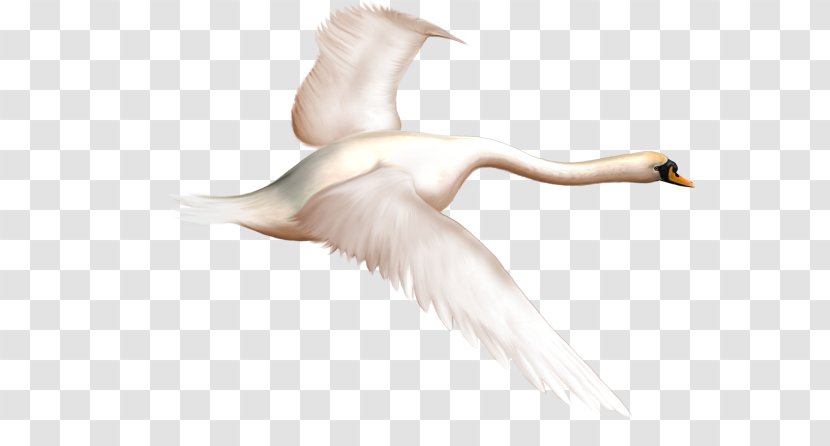 Duck Mute Swan Bird Goose - Beak - Lieutenant Transparent PNG