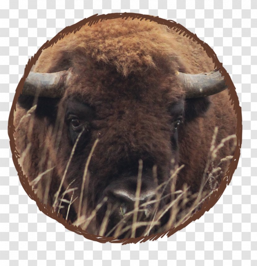 Bison Winter Hibernation Terrestrial Animal - Horn Transparent PNG